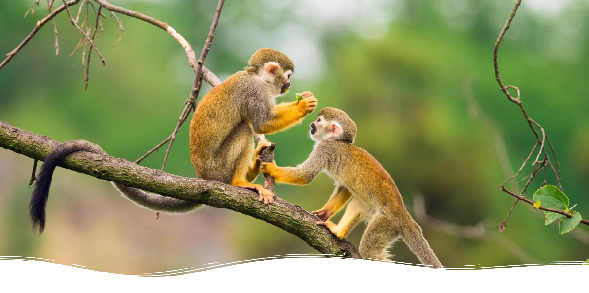 Squirrel Monkey