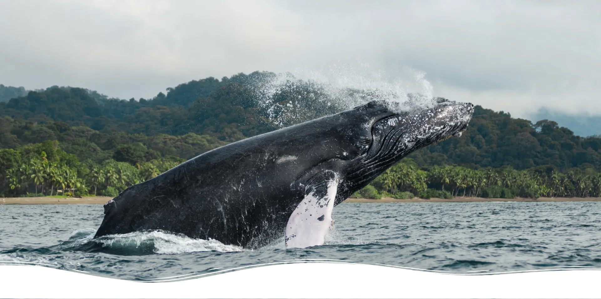 Whale-watching-Pacific-Colombia