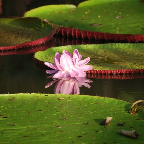 Amazonas - 02