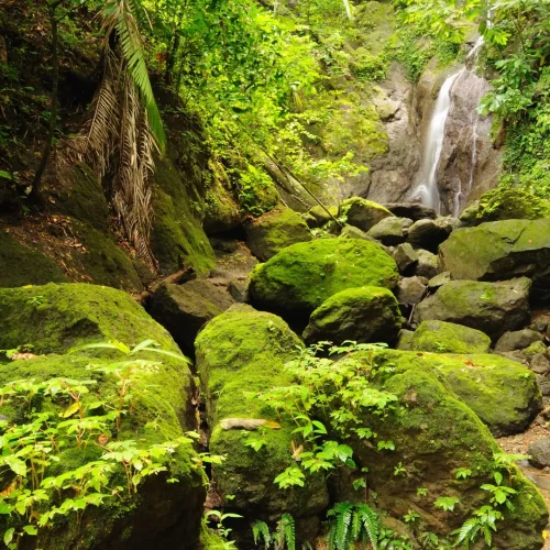 Capurgana jungle