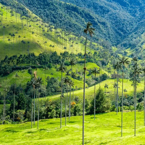 Cocora-Valley-Palm-Wax