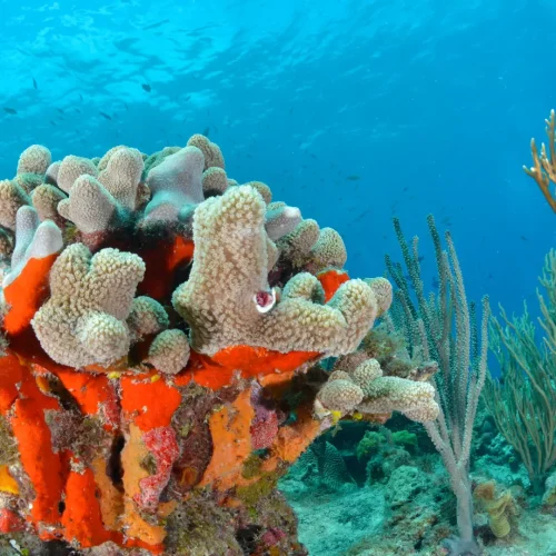Coral Reef-Rosario
