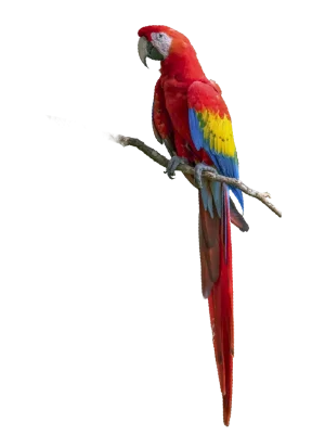 guacamaya